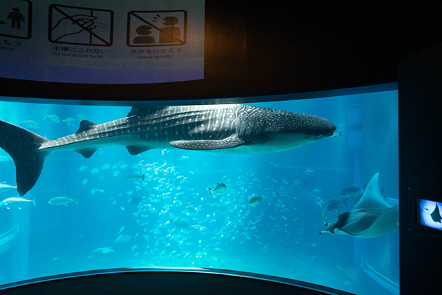 ジンベエザメの遊ちゃん/海遊館(大阪府/大阪市)