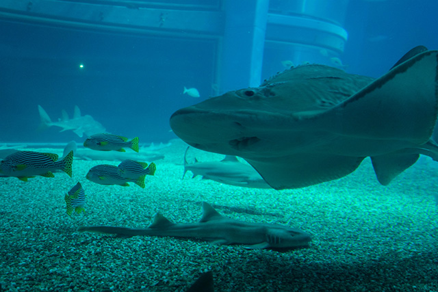 海底でじっとしている魚/海遊館(大阪府/大阪市)