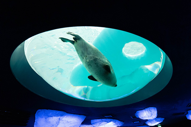 北極圏ゾーンのワモンアザラシ/海遊館(大阪府/大阪市)
