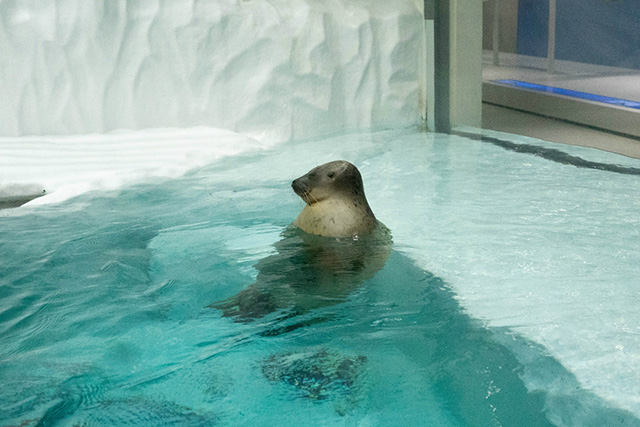 ワモンアザラシのアラレちゃん/海遊館(大阪府/大阪市)