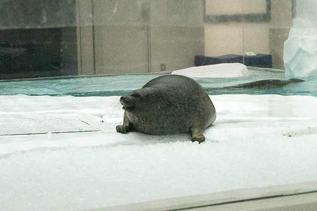 ワモンアザラシのユキちゃん/海遊館(大阪府/大阪市)