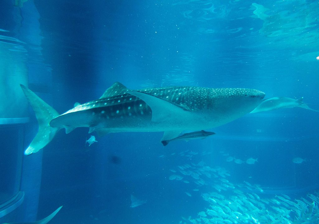 巨大水槽で泳ぐジンベエザメの海くん/海遊館（大阪府/大阪市）
