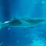 【取材レポ】海遊館はジンベエザメもいる大阪の巨大水族館！子ども連れの楽しみ方は？