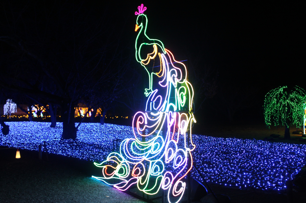 孔雀、しだれ柳のイルミネーション/京都二条城イルミナージュ(京都市/中京区)