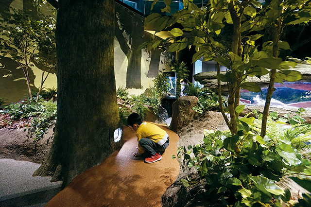 足摺の原生林エリア/高知県立足摺海洋館 SATOUMI（高知県/土佐清水市）