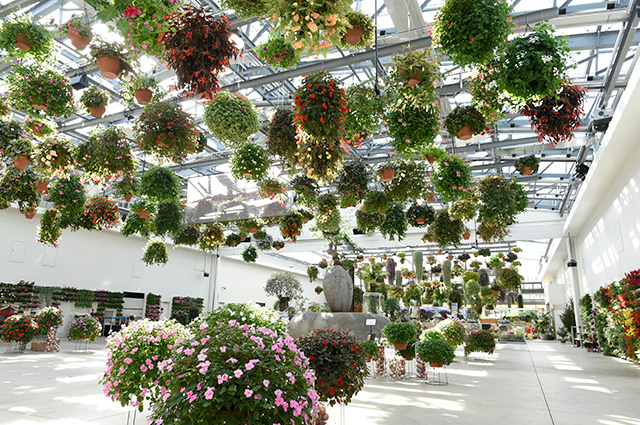 フラワーシャンデリア/HANA・BIYORI(東京都/稲城市)