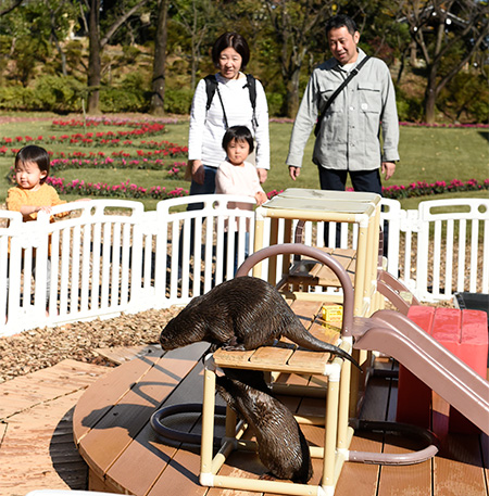 コツメカワウソ/HANA・BIYORI(東京都/稲城市)