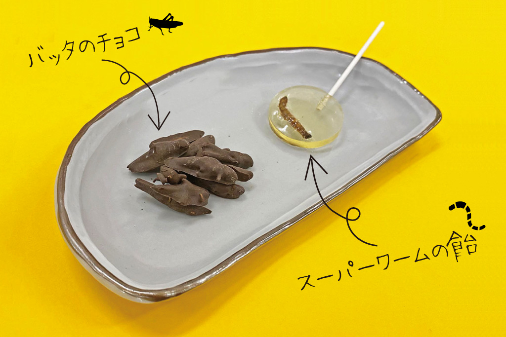 昆虫食ショップ「TAKEO」で買えるバッタチョコと虫キャンディ（スーパーワーム）