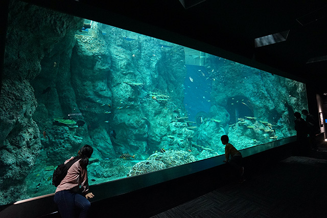 竜串湾大水槽/高知県立足摺海洋館 SATOUMI（高知県/土佐清水市）