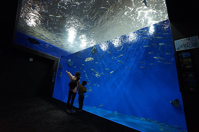 外洋水槽/高知県立足摺海洋館 SATOUMI（高知県/土佐清水市）