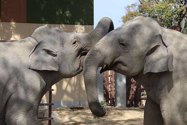 スリランカゾウ/周南市徳山動物園（山口県/周南市）