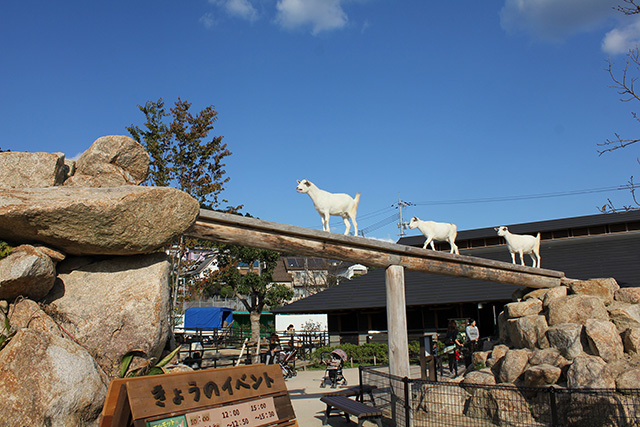 新エリア「るんちゃ♪るんちゃ」/周南市徳山動物園（山口県/周南市）