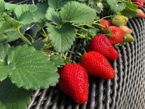 スカイベリー狩りも予約可！栃木県のおすすめいちご狩りスポット（～2022年5月頃）