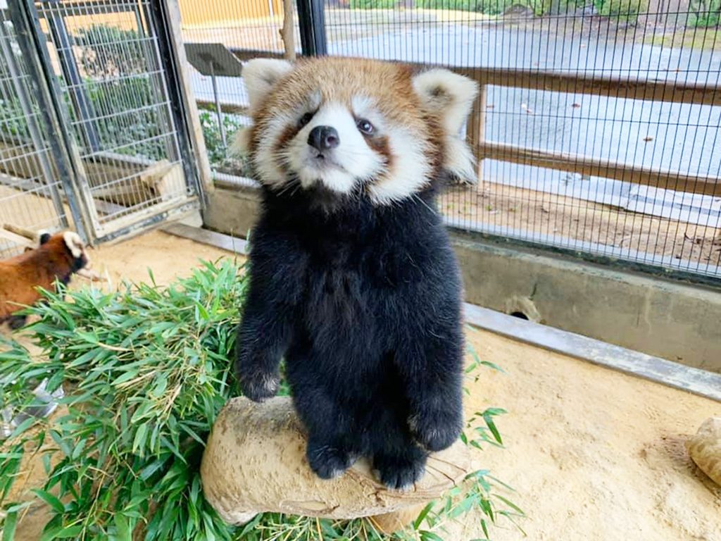 鯖江市西山動物園「ピースケ」（福井県）