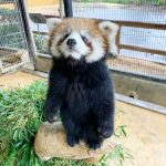 レッサーパンダがいるおすすめ動物園！風太くんの現在は？立つ習性・特徴・性格も解説
