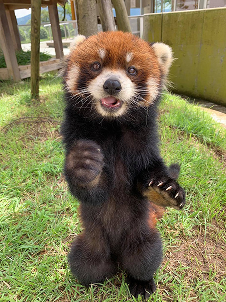 鯖江市西山動物園のレッサーパンダ(福井県)