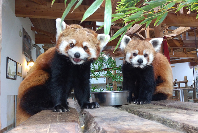 長野市茶臼山動物園のレッサーパンダ(長野県)