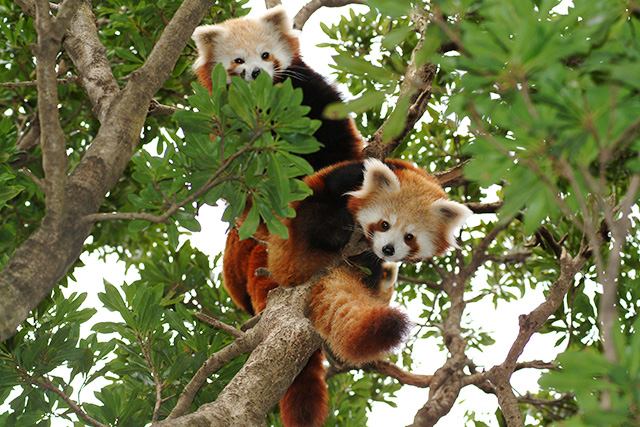 熱川バナナワニ園のレッサーパンダ(静岡県/東伊豆町)