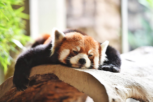 よこはま動物園ズーラシアのレッサーパンダ(神奈川県/横浜市)