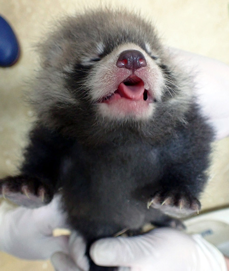 東京都多摩動物公園のレッサーパンダ(東京都)