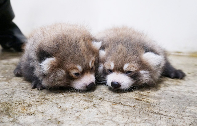 那須どうぶつ王国のレッサーパンダ(栃木県/那須町)