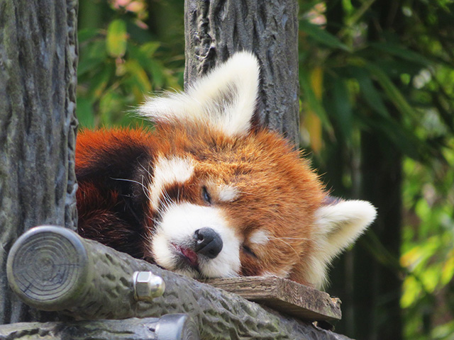 レッサーパンダの「風太」/千葉市動物公園(千葉県)