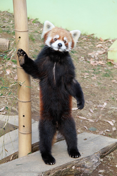 レッサーパンダの「風太」の立ち姿/千葉市動物公園(千葉県)