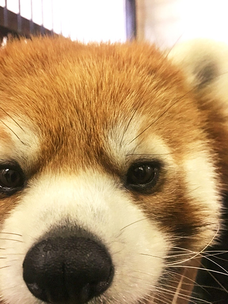 レッサーパンダの「ケンタ」/姫路セントラルパーク(兵庫県/姫路市)