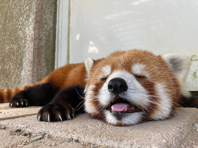 熟睡中のレッサーパンダ/秋吉台サファリランド(山口県/美祢市)