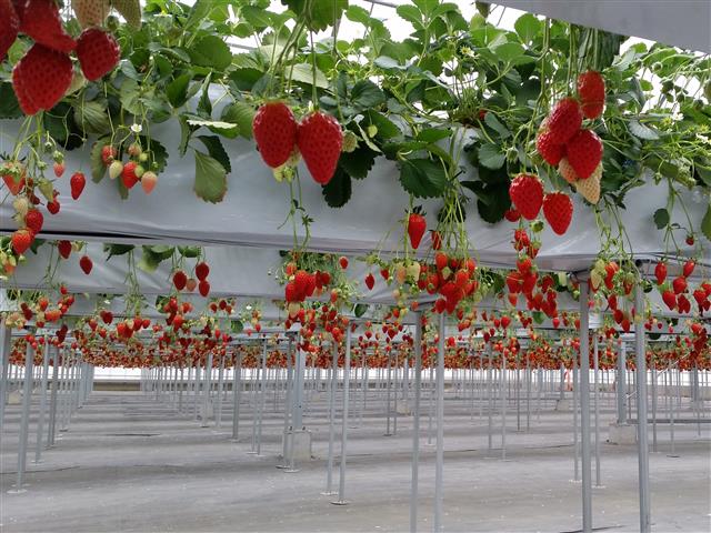 市野園芸（愛知県／半田市）