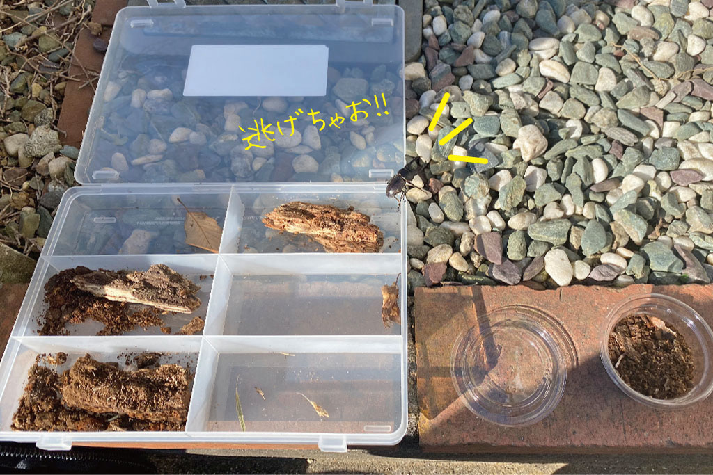 腐葉土も一緒に持ち帰る