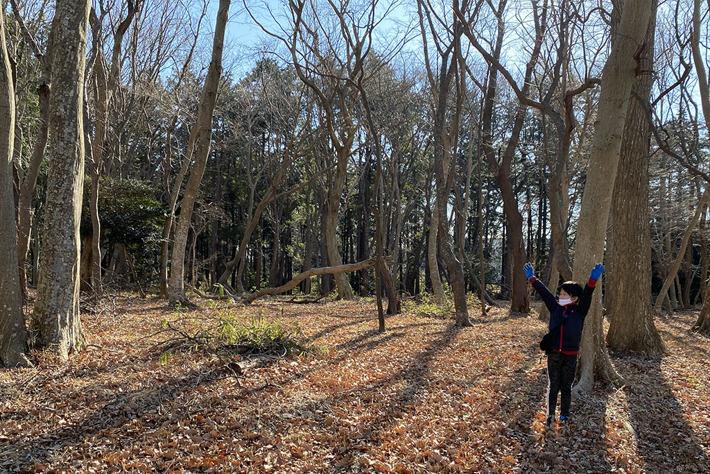 コナラやクヌギの木がある近所（首都圏近郊）の雑木林