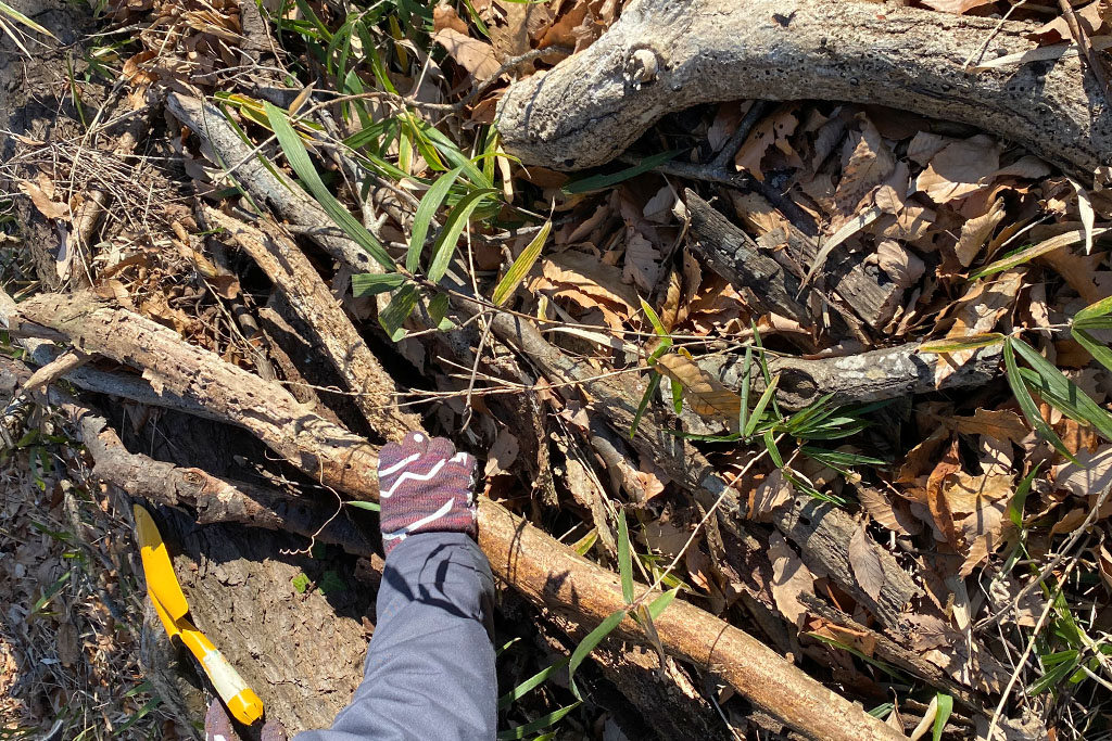 剪定された朽木や落ち葉のたまり場