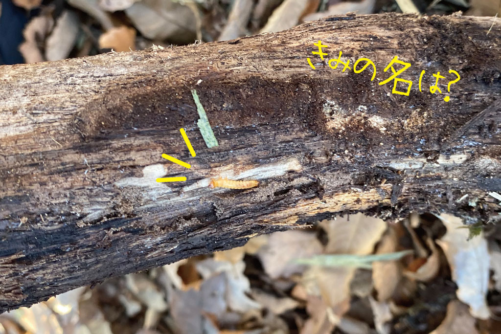 剪定された朽木や落ち葉のたまり場にいた幼虫