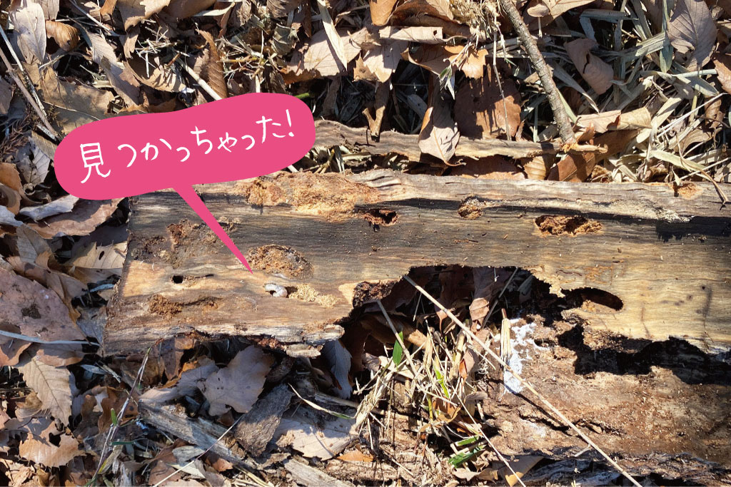 クワガタの幼虫発見