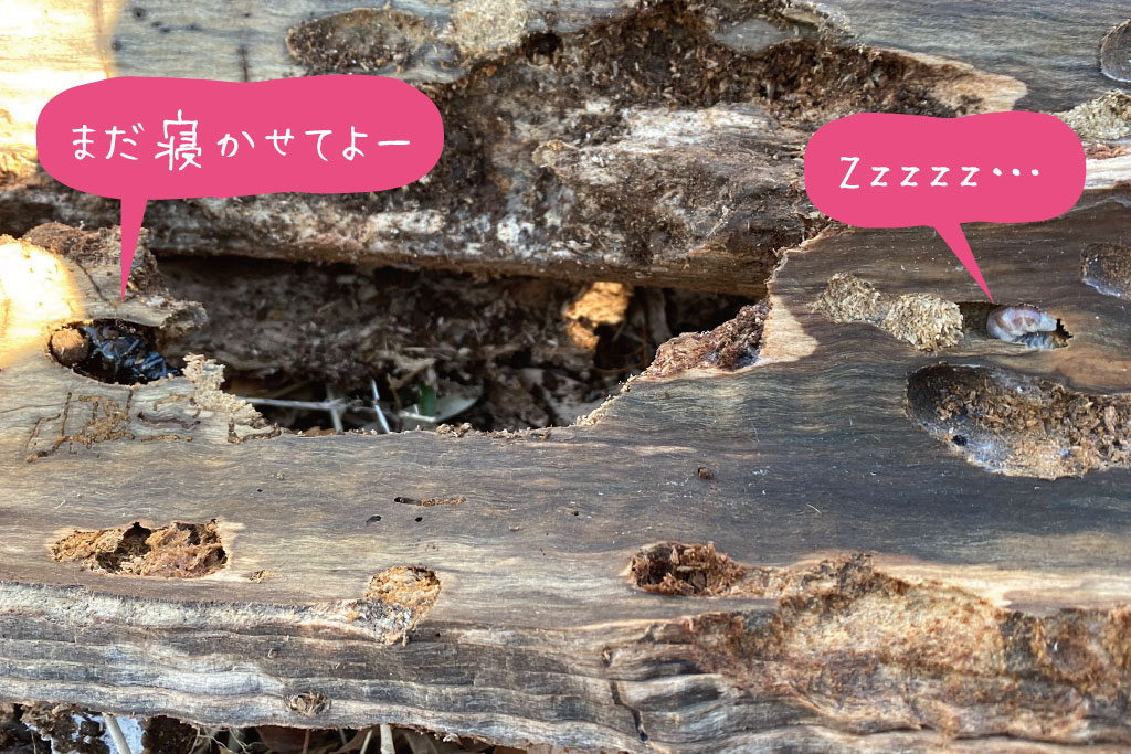 同じ朽木に幼虫と成虫がいるケース