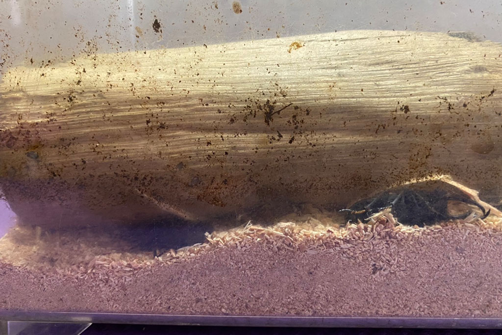 成虫飼育は再冬眠できる環境作りを