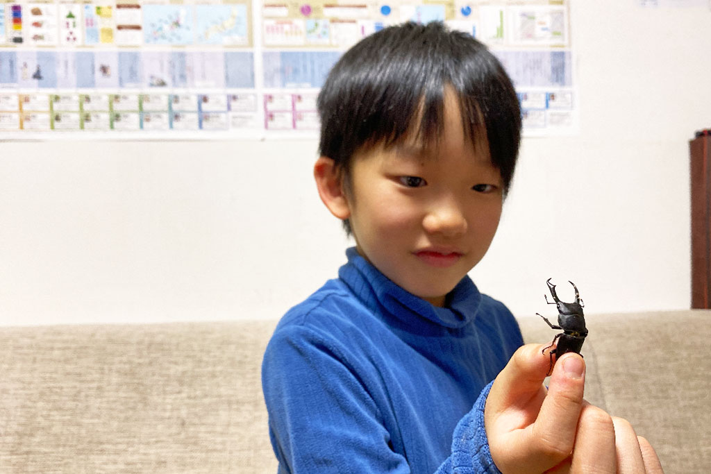 クワガタの冬から夏までの過ごし方