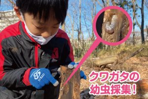 クワガタ幼虫採集レポート！見つけ方・育て方は？冬眠中のコクワガタ成虫もいた！
