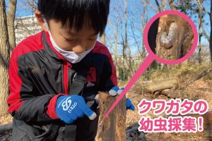 クワガタの幼虫採集！