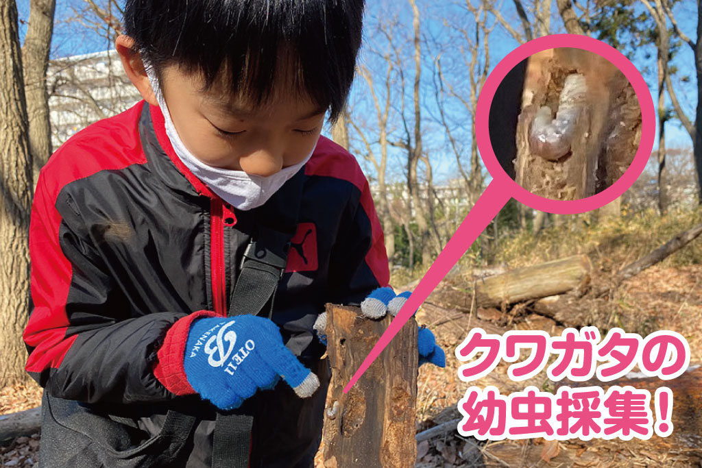 クワガタの幼虫採集!