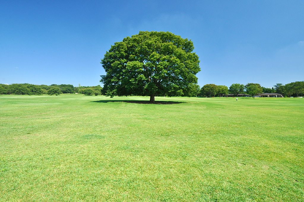国営昭和記念公園（東京都/立川市）