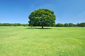 国営昭和記念公園の遊び場「わんぱくゆうぐ」は、バリアフリー整備でベビーカーも安心