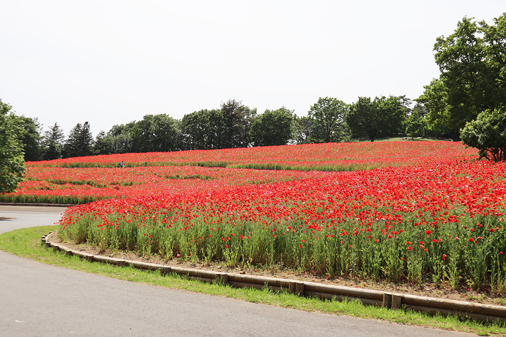 花の丘/国営昭和記念公園（東京都/立川市）