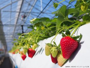 子連れOKの関東甲信越のいちご狩りスポット。周辺の観光名所にも立ち寄って２倍楽しい