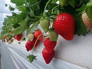 横須賀・三浦半島のおすすめいちご狩り&子連れドライブスポット(2025春)