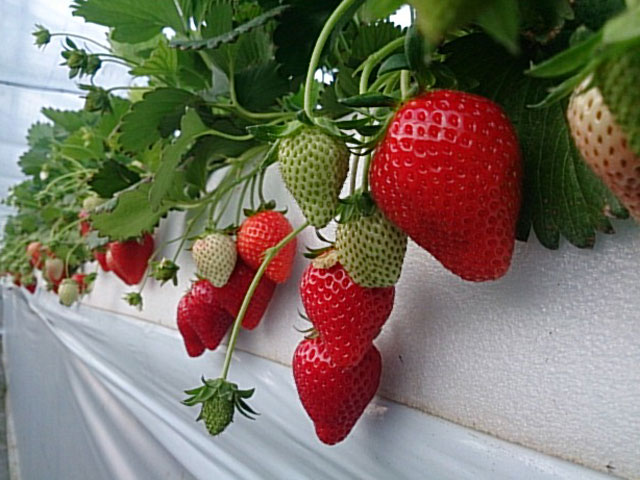 川名農園（神奈川県／三浦市）