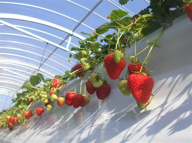 淡路島フルーツ農園（兵庫県／淡路市）