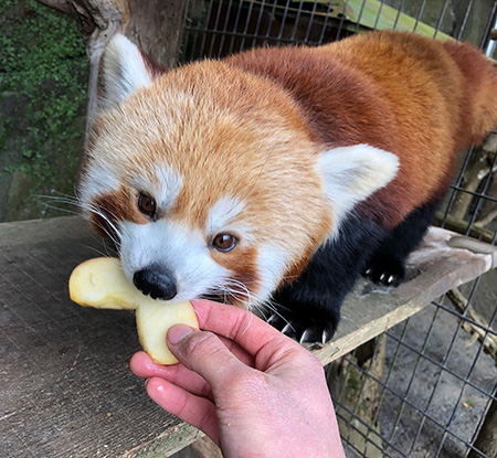 レッサーパンダのオスの「くう」/熱川バナナワニ園(静岡県/賀茂郡)
