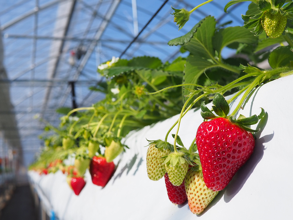 高設栽培のいちご狩り/軽井沢ガーデンファームいちご園(長野県/軽井沢町)